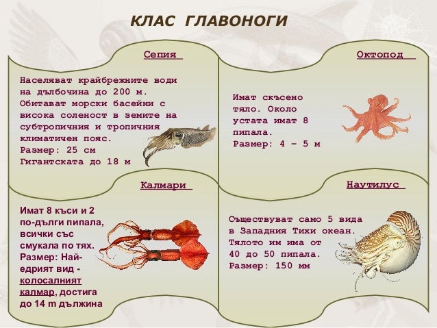 презентация биология.
