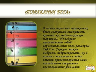 В нашем варианте тараканьих
бегов скакунами выступают,
конечно же, мадагаскарские
тараканы. "Ипподром"
представляет собой
горизонтальный стол размером
2х0,8 м. Скакуна можно
выбрать, подрессировать, ну а
потом - запустить в забег.
Ставки приветствуются лишь
посредством специально
изготовленных фан-мани.
 