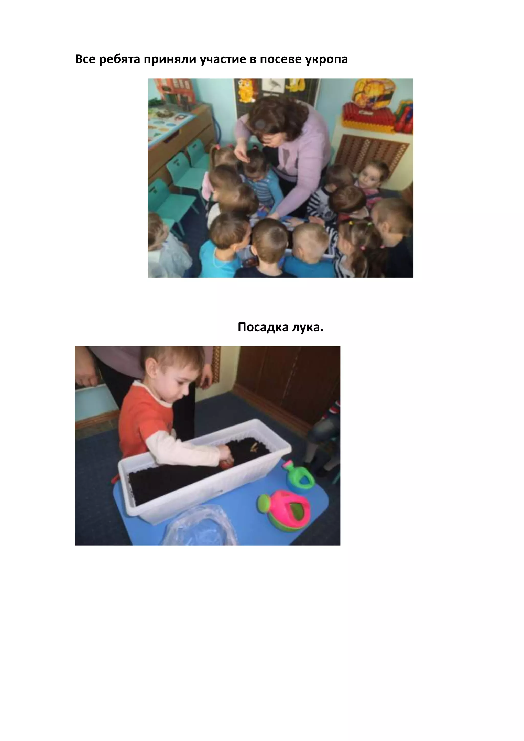 Все ребята приняли участие в посеве укропа
Посадка лука.
 
