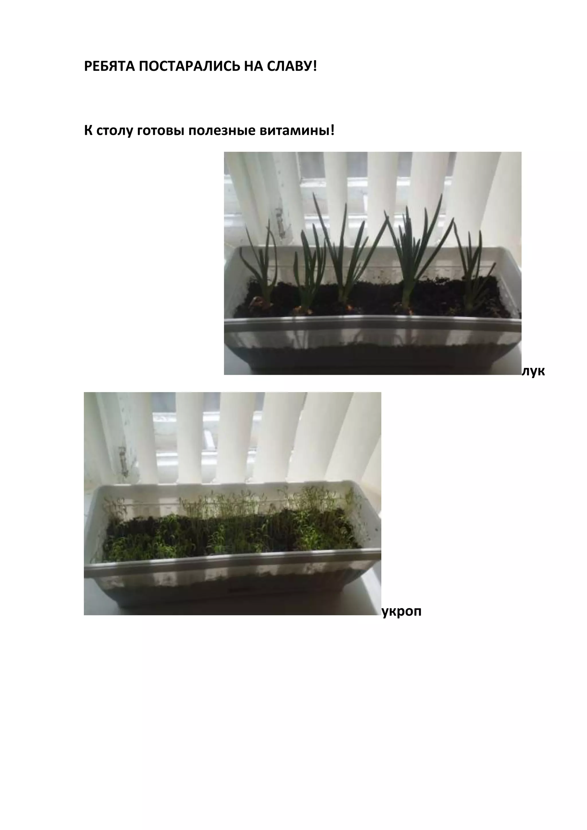 РЕБЯТА ПОСТАРАЛИСЬ НА СЛАВУ!
К столу готовы полезные витамины!
лук
укроп
 