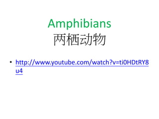 Amphibians
两栖动物
• http://www.youtube.com/watch?v=ti0HDtRY8
u4
 