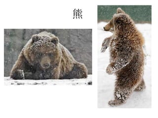 熊
 