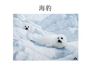 海豹
 