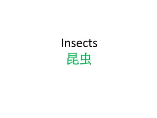 Insects
昆虫
 