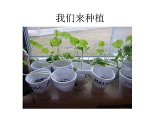 我们来种植
 