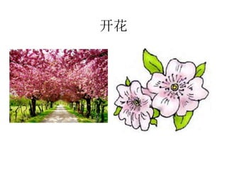 开花
 