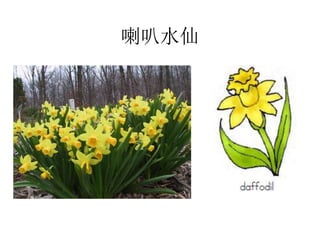 喇叭水仙
 