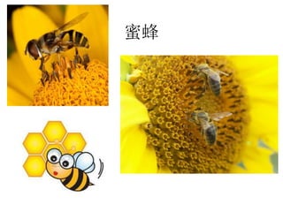 蜜蜂
 