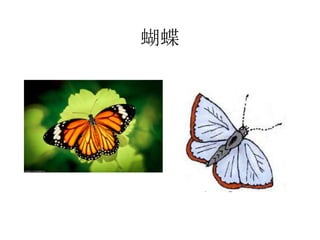 蝴蝶
 