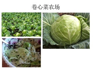 卷心菜农场
 