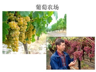 葡萄农场
 
