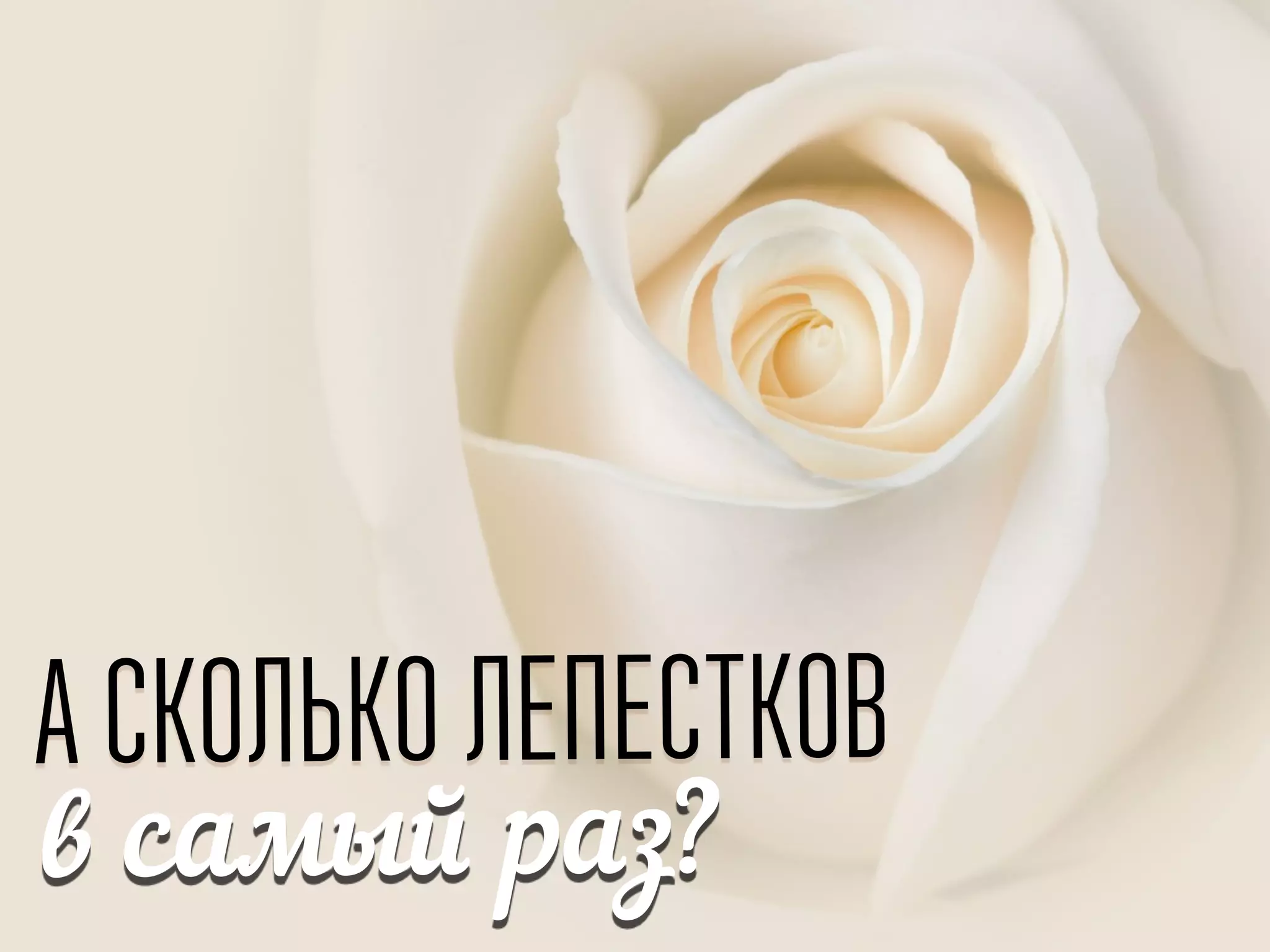 А СКОЛЬКО ЛЕПЕСТКОВ
в самый раз?
 