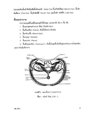 ความรู้เบื้องต้นเกี่ยวกับกายวิภาคศาสตร์และสรีรวิทยา