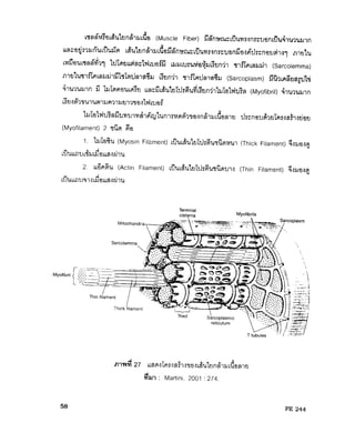 ระบบกล้ามเนื้อ
