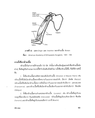 ระบบกล้ามเนื้อ
