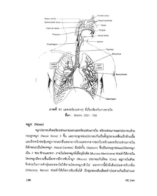 ระบบหายใจ