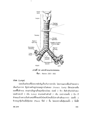 ระบบหายใจ