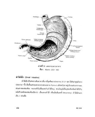 ระบบย่อยอาหาร