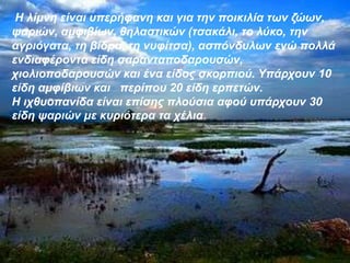 Η ιίκλε είλαη ππεξήθαλε θαη γηα ηελ πνηθηιία ησλ δώσλ,
ςαξηώλ, ακθηβίσλ, ζειαζηηθώλ (ηζαθάιη, ην ιύθν, ηελ
αγξηόγαηα, ηε βίδξα, ηε λπθίηζα), αζπόλδπισλ ελώ πνιιά
ελδηαθέξνληα είδε ζαξαληαπνδαξνπζώλ,
ρηνιηνπνδαξνπζώλ θαη έλα είδνο ζθνξπηνύ. Υπάξρνπλ 10
είδε ακθίβησλ θαη πεξίπνπ 20 είδε εξπεηώλ.
Η ηρζπνπαλίδα είλαη επίζεο πινύζηα αθνύ ππάξρνπλ 30
είδε ςαξηώλ κε θπξηόηεξα ηα ρέιηα.
 