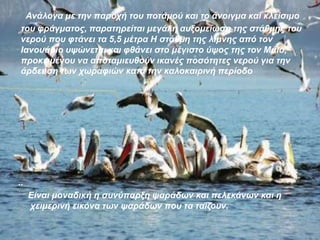 Αλάινγα κε ηελ παξνρή ηνπ πνηακνύ θαη ην άλνηγκα θαη θιείζηκν
ηνπ θξάγκαηνο, παξαηεξείηαη κεγάιε απμνκείσζε ηεο ζηάζκεο ηνπ
λεξνύ πνπ θηάλεη ηα 5,5 κέηξα Η ζηάζκε ηεο ιίκλεο από ηνλ
Ιαλνπάξην πςώλεηαη θαη θζάλεη ζην κέγηζην ύςνο ηεο ηνλ Μάην,
πξνθεηκέλνπ λα απνηακηεπζνύλ ηθαλέο πνζόηεηεο λεξνύ γηα ηελ
άξδεπζε ησλ ρσξαθηώλ θαηά ηελ θαινθαηξηλή πεξίνδν
..
Δίλαη κνλαδηθή ε ζπλύπαξμε ςαξάδσλ θαη πειεθάλσλ θαη ε
ρεηκεξηλή εηθόλα ησλ ςαξάδσλ πνπ ηα ηαΐδνπλ.
 