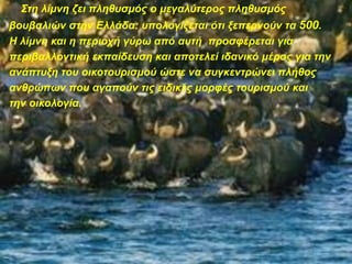 Σηε ιίκλε δεη πιεζπζκόο ν κεγαιύηεξνο πιεζπζκόο
βνπβαιηώλ ζηελ Διιάδα: ππνινγίδεηαη όηη μεπεξλνύλ ηα 500.
Η ιίκλε θαη ε πεξηνρή γύξσ από απηή πξνζθέξεηαη γηα
πεξηβαιινληηθή εθπαίδεπζε θαη απνηειεί ηδαληθό κέξνο γηα ηελ
αλάπηπμε ηνπ νηθνηνπξηζκνύ ώζηε λα ζπγθεληξώλεη πιήζνο
αλζξώπσλ πνπ αγαπνύλ ηηο εηδηθέο κνξθέο ηνπξηζκνύ θαη
ηελ νηθνινγία.
 