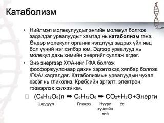 Эсийн бодисын солилцоо | PPT