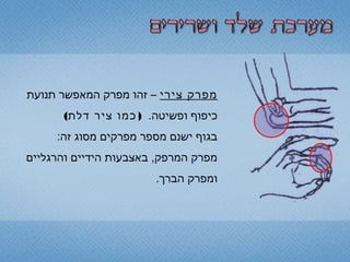 ppt