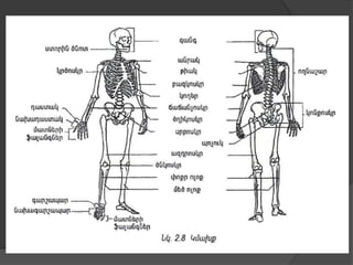 Մկան
 Մկանն օրգան Է, որի կծկման շնորհիվ
առաջանում Է շարժում:Մկանները
ոսկրերին ամրանում են ջլերով, որոնք
կազմված են ամուր ...