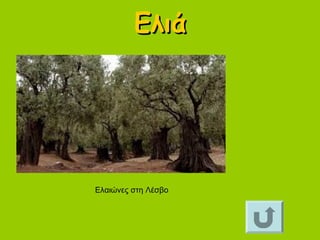 ΕλιάΕλιά
Ελαιώνες στη Λέσβο
 
