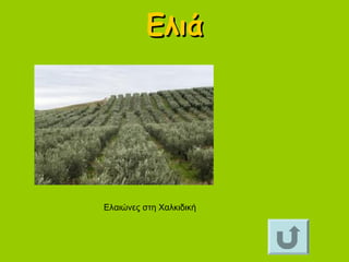 ΕλιάΕλιά
Ελαιώνες στη Χαλκιδική
 