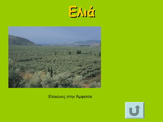 ΕλιάΕλιά
Ελαιώνες στην Άμφισσα
 