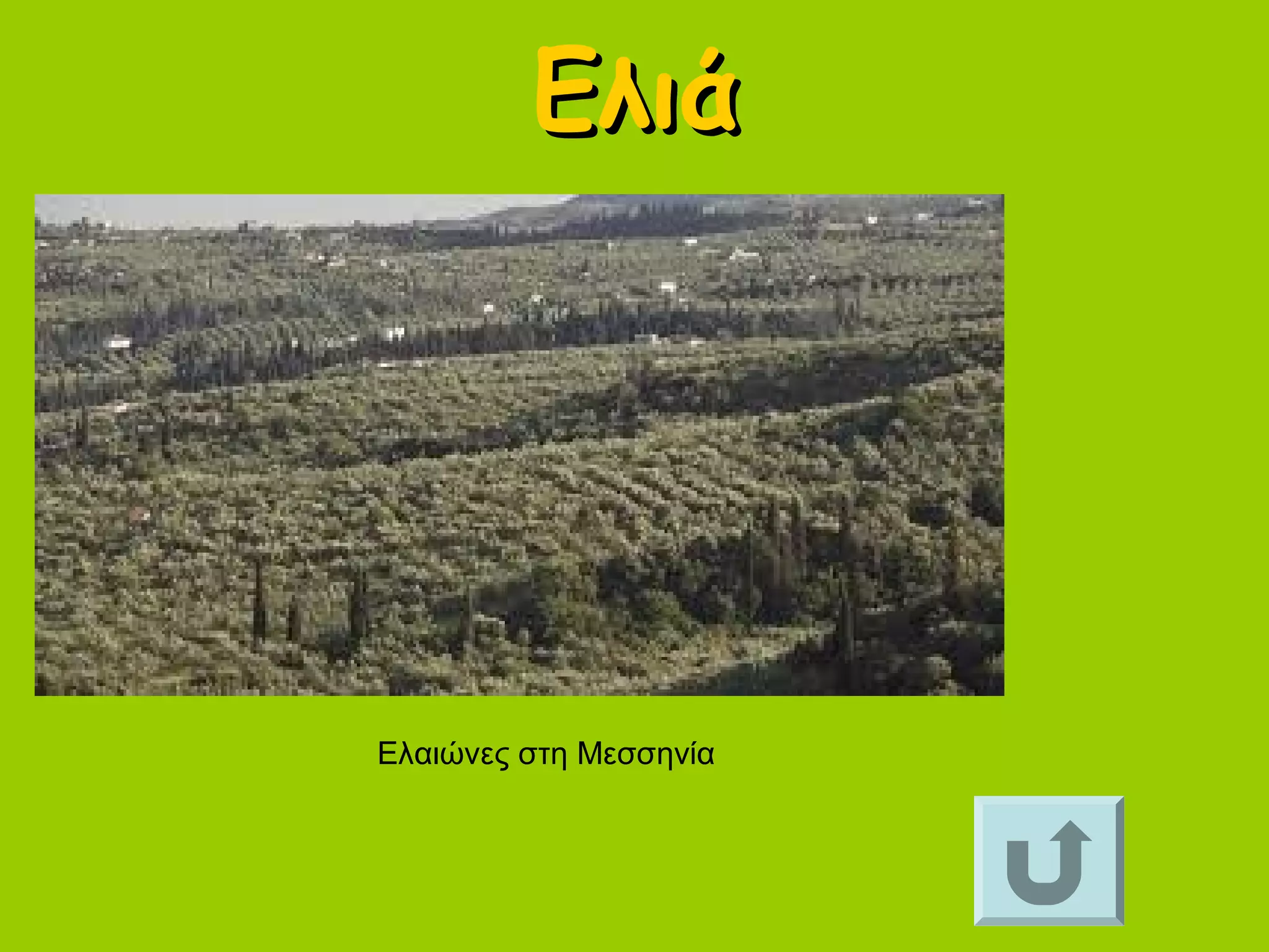 ΕλιάΕλιά
Ελαιώνες στη Μεσσηνία
 