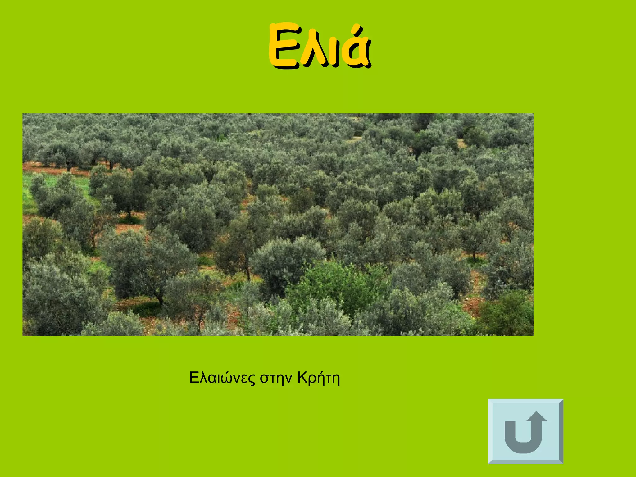 ΕλιάΕλιά
Ελαιώνες στην Κρήτη
 