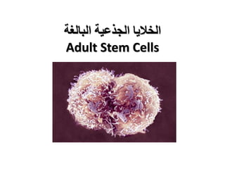 ‫البالغة‬ ‫الجذعية‬ ‫الخاليا‬
Adult Stem Cells
 
