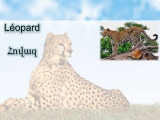 Léopard
Հովազ
 