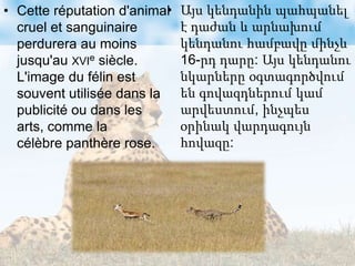 • Cette réputation d'animal
cruel et sanguinaire
perdurera au moins
jusqu'au XVIe siècle.
L'image du félin est
souvent utilisée dans la
publicité ou dans les
arts, comme la
célèbre panthère rose.
• Այս կենդանին պահպանել
է դաժան և արնախում
կենդանու համբավը մինչև
16-րդ դարը: Այս կենդանու
նկարները օգտագործվում
են գովազդներում կամ
արվեստում, ինչպես
օրինակ վարդագույն
հովազը:
 