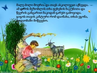 მალე ძილი მოერია და თავს ასკილივით აქნევდა.
ამ დროს მეზობლის თხა ფეხების ბაკუნითა და
წვერის ცანცარით ბაკიდან გარეთ გამოვიდა.
გიგოს თავის კანტური რომ დაინახა, თხას ეგონა,
ჭიდაობაში მიწვევსო.
 
