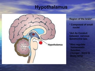 Hypothalamus
*Region of the brain
* Composed of small
nuclei
*Act As Conduit
between nervous
&endocrine sys.
*Also regulate
homeostatic
function.
( hunger , thirst &
body temp(
 