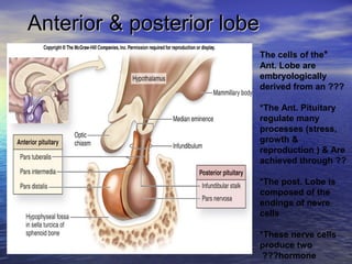Anterior & posterior lobeAnterior & posterior lobe
*The cells of the
Ant. Lobe are
embryologically
derived from an ???
*The Ant. Pituitary
regulate many
processes (stress,
growth &
reproduction ( & Are
achieved through ??
*The post. Lobe is
composed of the
endings of nevre
cells
*These nerve cells
produce two
hormone???
 