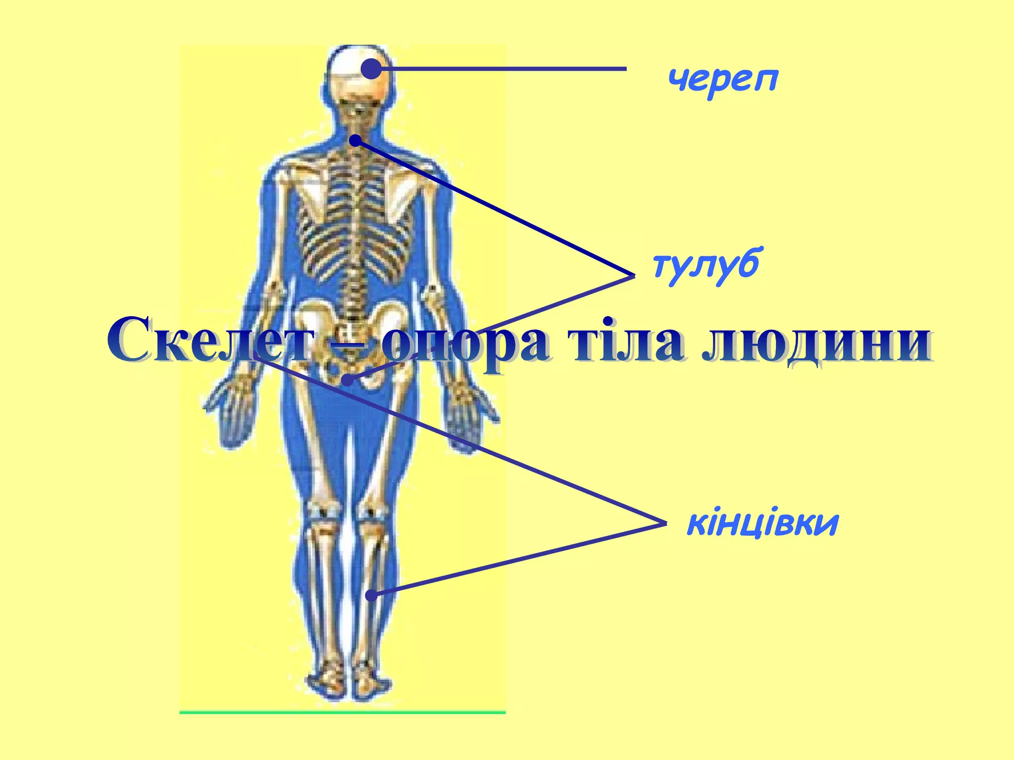 Скелет | PPT