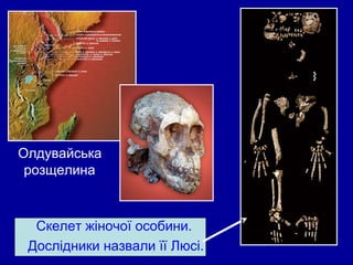 Олдувайська
розщелина.
Скелет жіночої особини.
Дослідники назвали її Люсі.
 