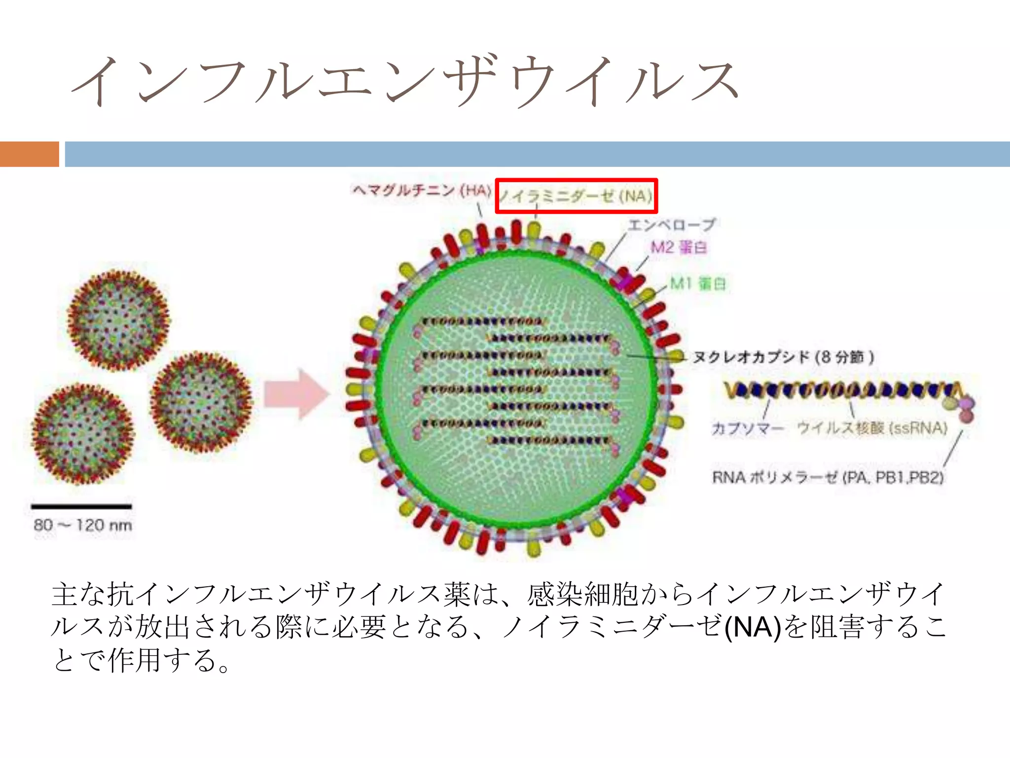 インフルエンザウイルス
主な抗インフルエンザウイルス薬は、感染細胞からインフルエンザウイ
ルスが放出される際に必要となる、ノイラミニダーゼ(NA)を阻害するこ
とで作用する。
 