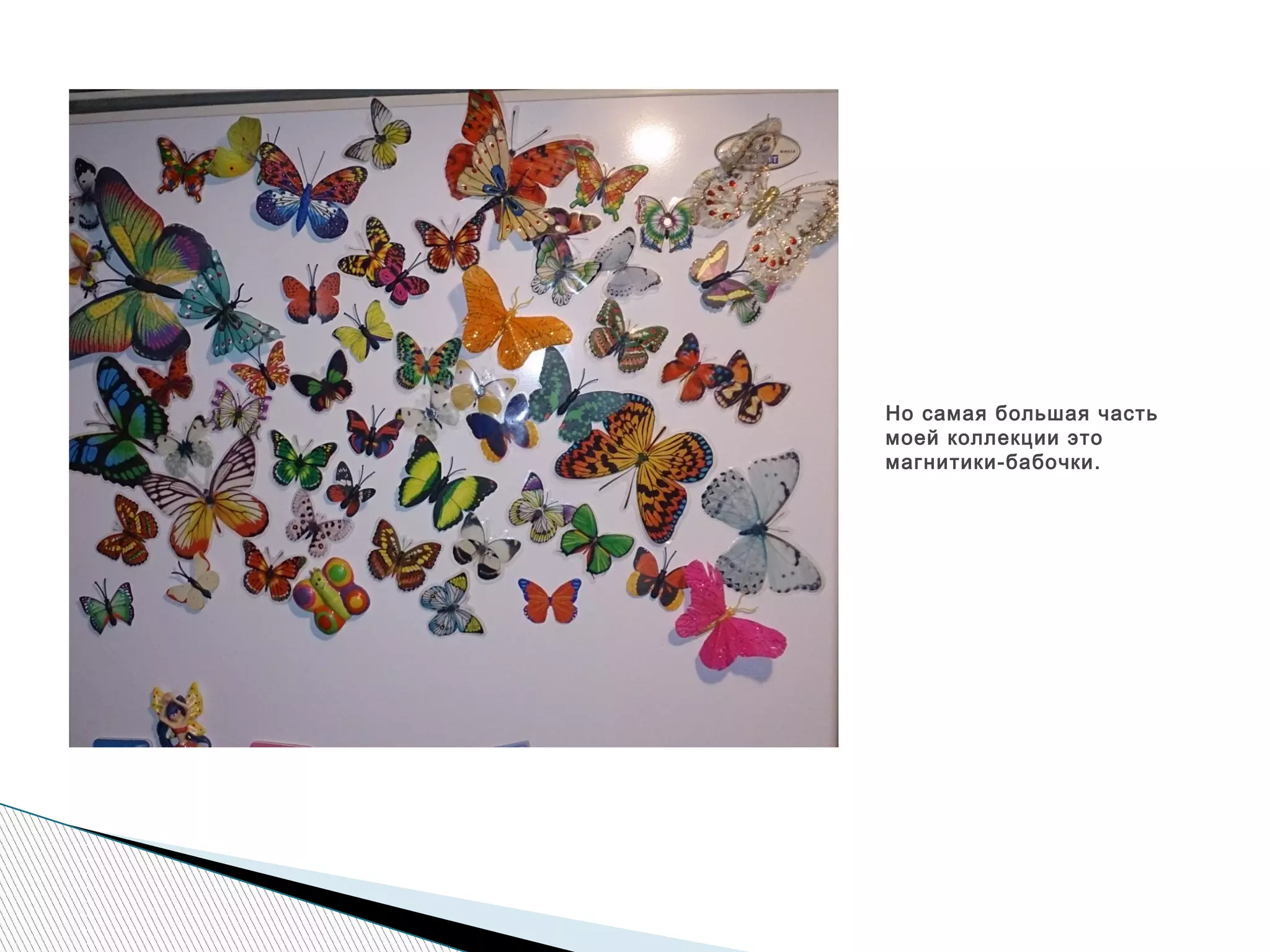 Но самая большая часть
моей коллекции это
магнитики-бабочки.
 