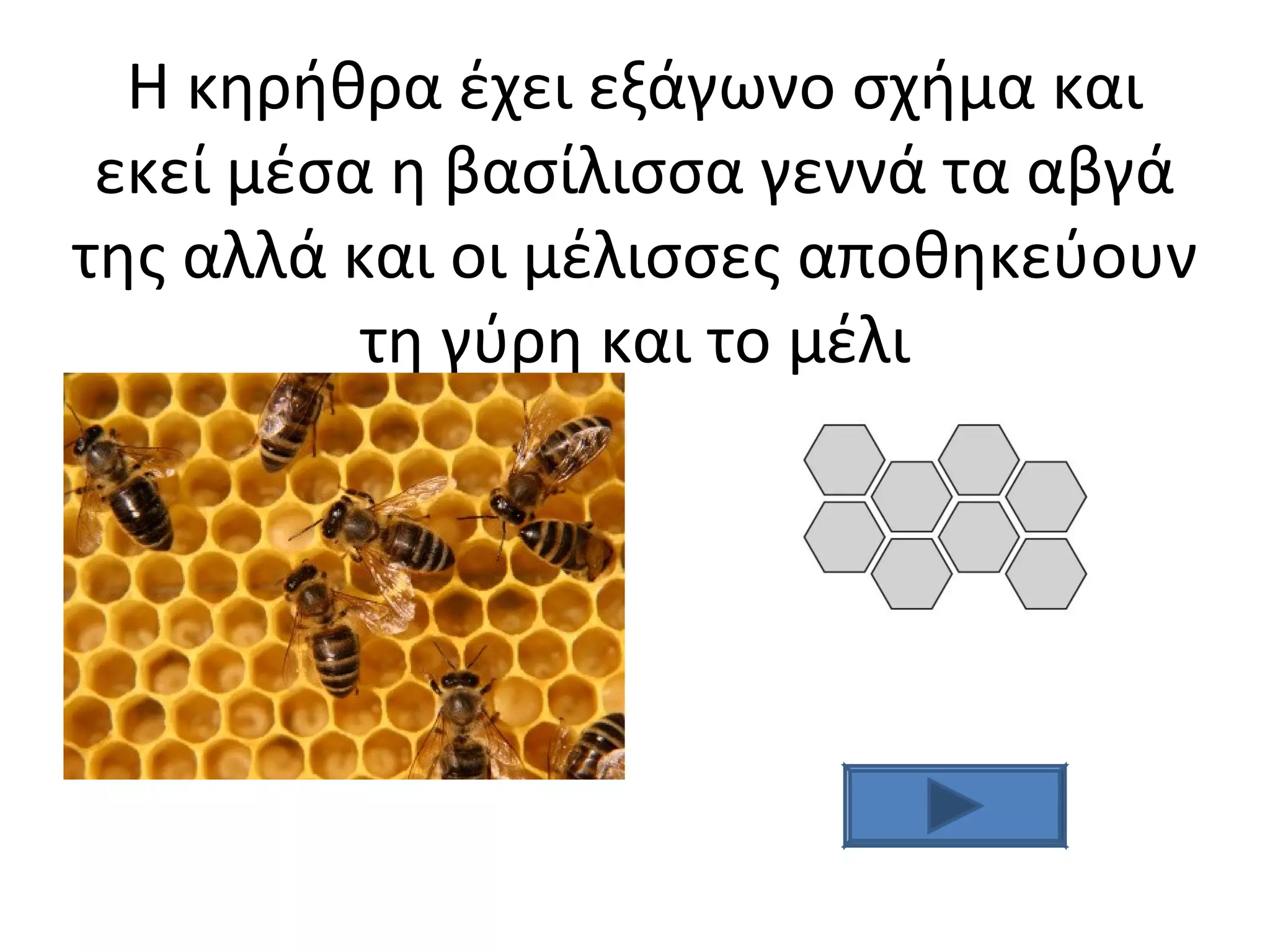 Η κηρήθρα έχει εξάγωνο σχήμα και
εκεί μέσα η βασίλισσα γεννά τα αβγά
της αλλά και οι μέλισσες αποθηκεύουν
τη γύρη και το μέλι
 