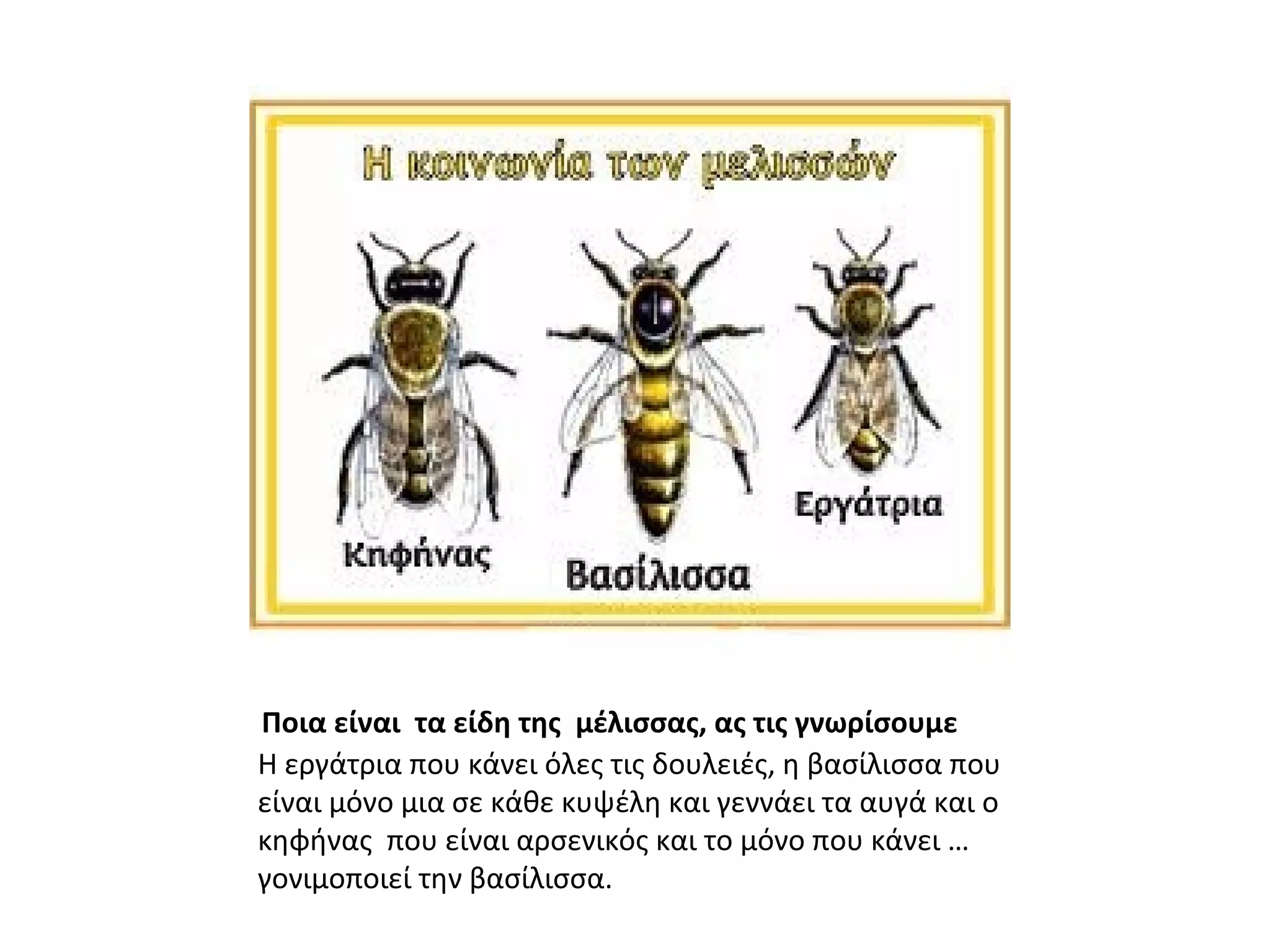 Ποια είναι τα είδη της μέλισσας, ας τις γνωρίσουμε
Η εργάτρια που κάνει όλες τις δουλειές, η βασίλισσα που
είναι μόνο μια σε κάθε κυψέλη και γεννάει τα αυγά και ο
κηφήνας που είναι αρσενικός και το μόνο που κάνει …
γονιμοποιεί την βασίλισσα.
 