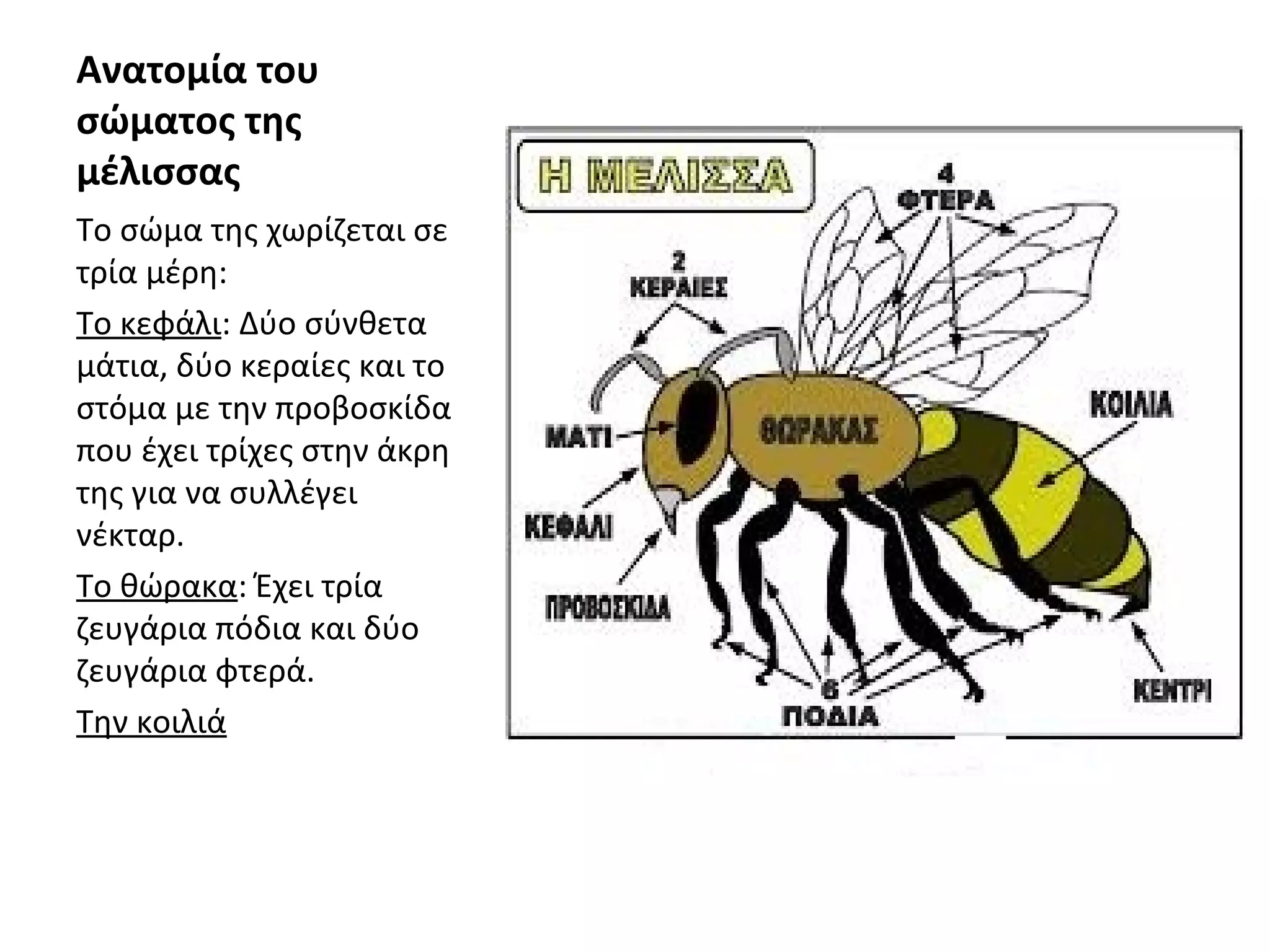 Ανατομία του
σώματος της
μέλισσας
Το σώμα της χωρίζεται σε
τρία μέρη:
Το κεφάλι: Δύο σύνθετα
μάτια, δύο κεραίες και το
στόμα με την προβοσκίδα
που έχει τρίχες στην άκρη
της για να συλλέγει
νέκταρ.
Το θώρακα: Έχει τρία
ζευγάρια πόδια και δύο
ζευγάρια φτερά.
Την κοιλιά
 