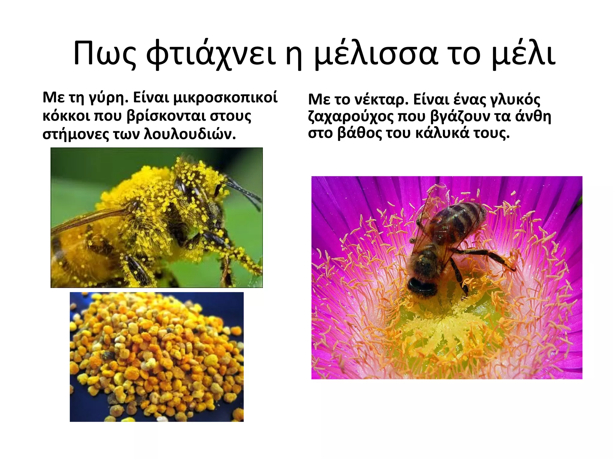 Πως φτιάχνει η μέλισσα το μέλι
Με τη γύρη. Είναι μικροσκοπικοί
κόκκοι που βρίσκονται στους
στήμονες των λουλουδιών.
Με το νέκταρ. Είναι ένας γλυκός
ζαχαρούχος που βγάζουν τα άνθη
στο βάθος του κάλυκά τους.
 