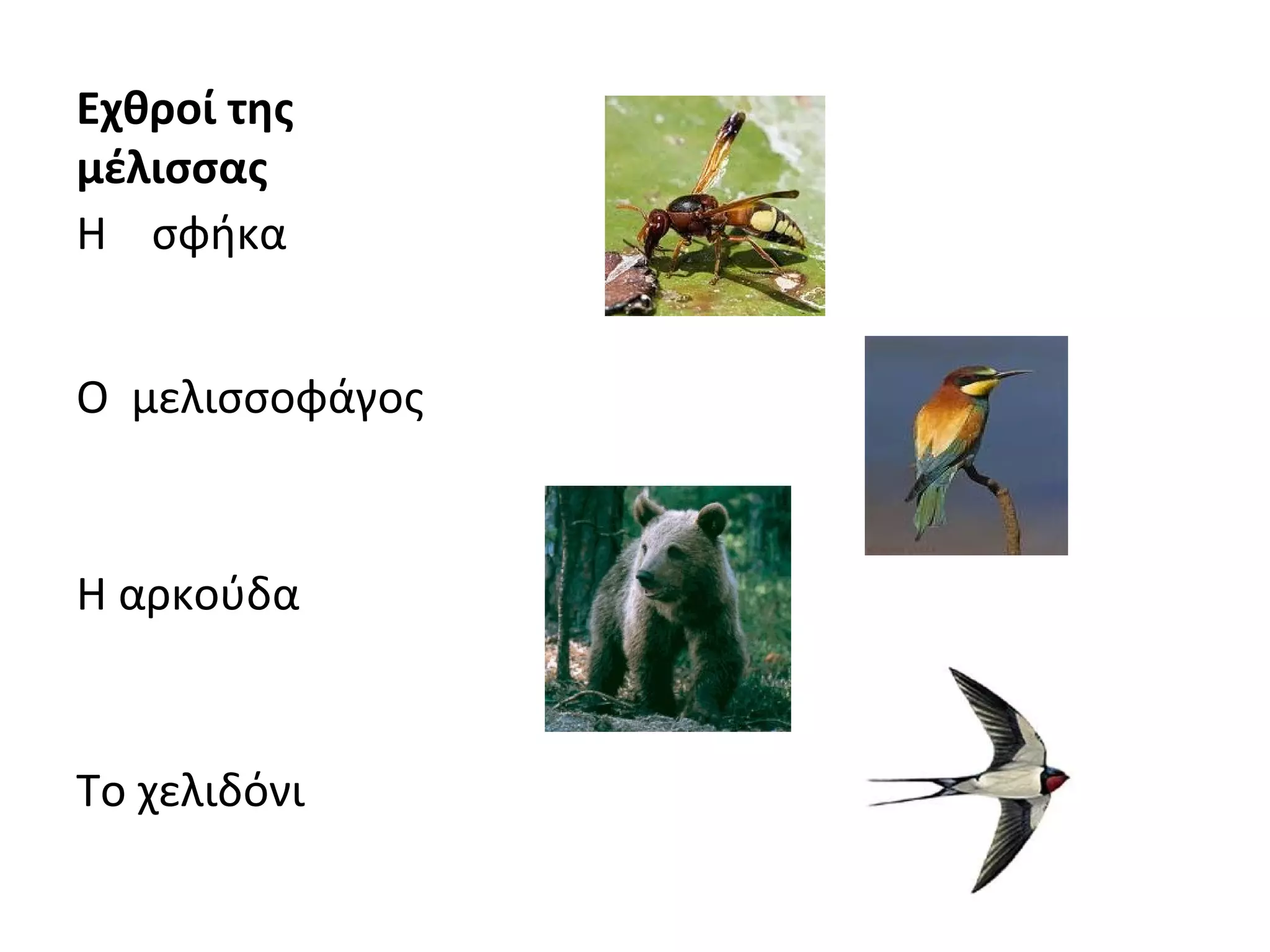 Εχθροί της
μέλισσας
Η σφήκα
Ο μελισσοφάγος
Η αρκούδα
Το χελιδόνι
 