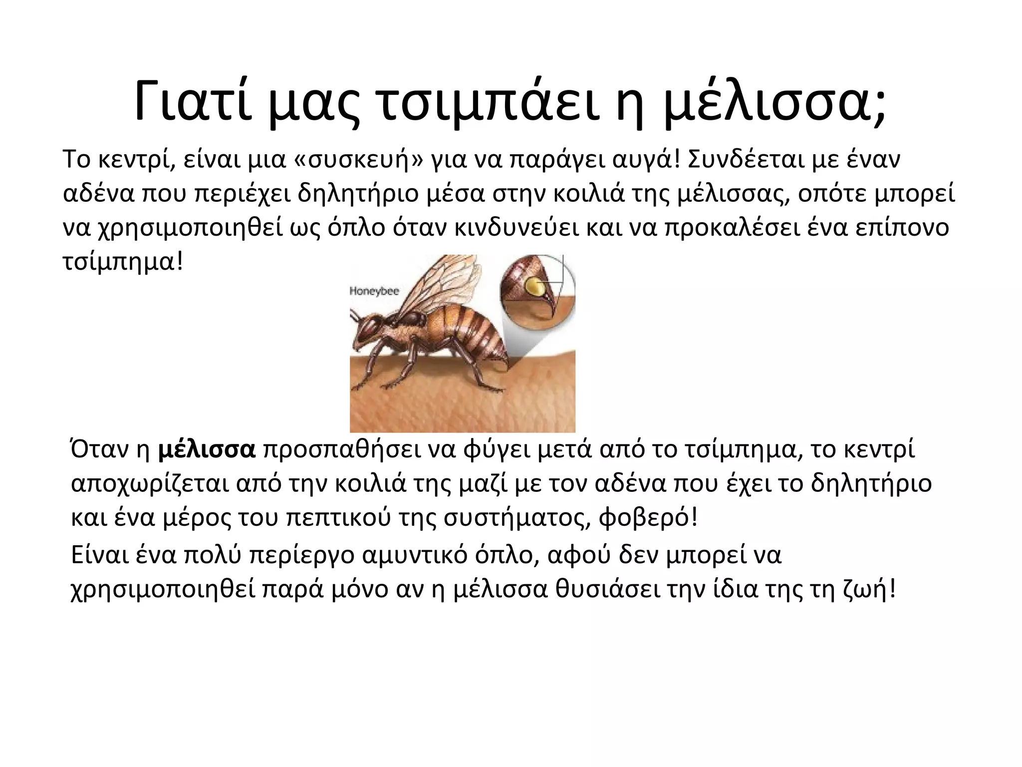 Γιατί μας τσιμπάει η μέλισσα;
Το κεντρί, είναι μια «συσκευή» για να παράγει αυγά! Συνδέεται με έναν
αδένα που περιέχει δηλητήριο μέσα στην κοιλιά της μέλισσας, οπότε μπορεί
να χρησιμοποιηθεί ως όπλο όταν κινδυνεύει και να προκαλέσει ένα επίπονο
τσίμπημα!
Όταν η μέλισσα προσπαθήσει να φύγει μετά από το τσίμπημα, το κεντρί
αποχωρίζεται από την κοιλιά της μαζί με τον αδένα που έχει το δηλητήριο
και ένα μέρος του πεπτικού της συστήματος, φοβερό!
Είναι ένα πολύ περίεργο αμυντικό όπλο, αφού δεν μπορεί να
χρησιμοποιηθεί παρά μόνο αν η μέλισσα θυσιάσει την ίδια της τη ζωή!
 