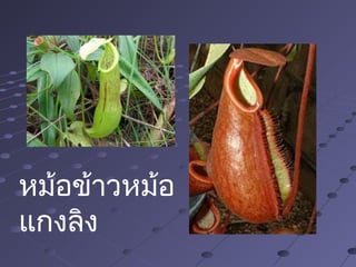 หม้อข้าวหม้อ
แกงลิง
 